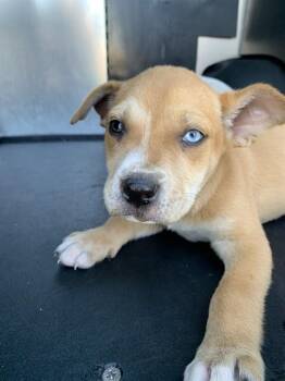 Labrador Retriever and Pit Bull Terrier Dogs Available for Adoption - BISCOFF | PetCurious