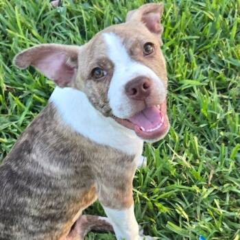 Nacho -  American Staffordshire Terrier Dog for Adoption in Harlingen, Texas - Nacho | PetCurious