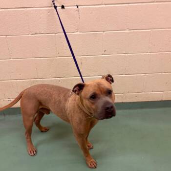 Mango -  Mixed Breed Dog for Adoption in Memphis, Tennessee - Mango | PetCurious