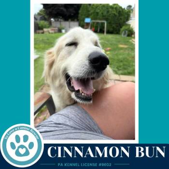 Cinnamon Bun 062726 -  Great Pyrenees Dog for Adoption in Kimberton, Pennsylvania - Cinnamon Bun 062726 | PetCurious