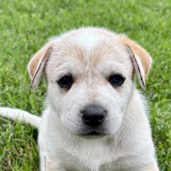 Retriever and Great Pyrenees Dogs Available for Adoption in Bulverde, Texas - May | PetCurious