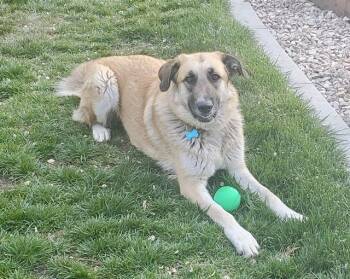 Rescue Anatolian Shepherd and German Shepherd Dog Dogs for Adoption in Sacramento, California - MABEL | PetCurious