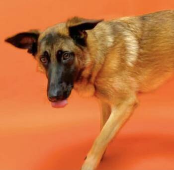 Belgian Shepherd Malinois Dogs Available for Adoption in Frazier Park, California - Dixie | PetCurious
