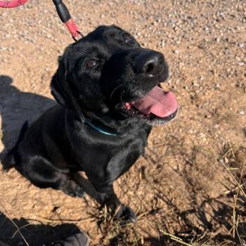 Rescue Black Labrador Retriever Dogs for Adoption in Mount Vernon, Indiana - Tonya | PetCurious