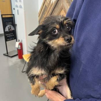 Chihuahua and Yorkshire Terrier Dogs Available for Adoption in Roanoke, Virginia - Sassy | PetCurious