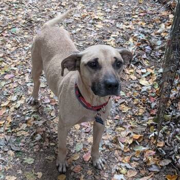 Rescue Hound Dogs for Adoption in Fairfax Station, Virginia - Georgie (fka Bonnie) | PetCurious