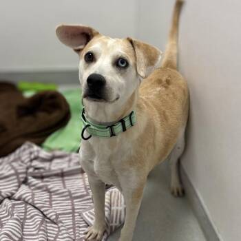 Mixed Breed Dogs Available for Adoption in Westhampton, New York - Wilson | PetCurious