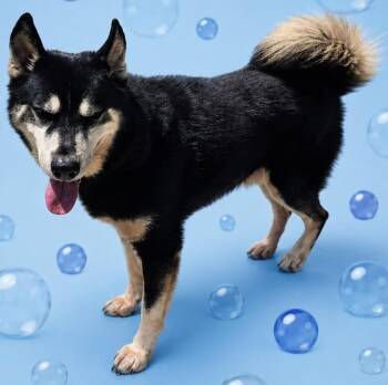 Bubba -  Husky Dog for Adoption in Wauchula, Florida - Bubba | PetCurious