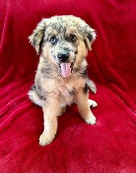 Pringles -  Australian Shepherd Dog for Adoption in Plainfield, Illinois - Pringles | PetCurious