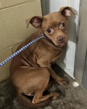 Rosie -  Chihuahua and Pug Dog for Adoption in Aurora, Illinois - Rosie | PetCurious