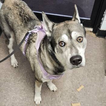 Rescue Husky Dogs for Adoption in Independence, Kansas - Arlo | PetCurious