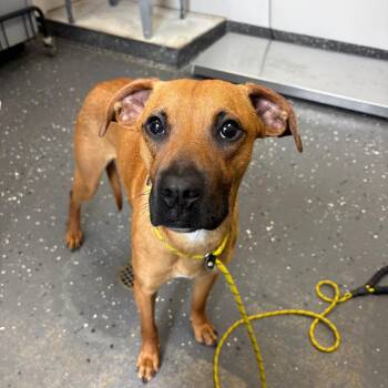 Mixed Breed Dogs Available for Adoption in Columbiana, Alabama - Chico (Adoption Fee Sponsored) | PetCurious
