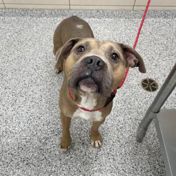 Kronk -  English Bulldog Dog for Adoption in Chicago, Illinois - Kronk | PetCurious