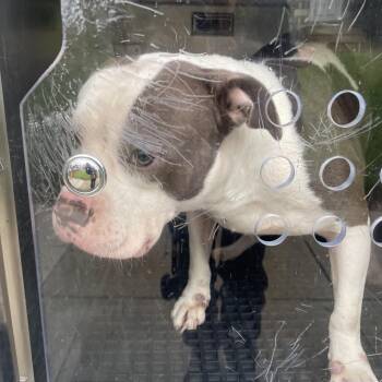 Lolli -  Pit Bull Terrier Dog for Adoption in Philadelphia, Pennsylvania - Lolli | PetCurious