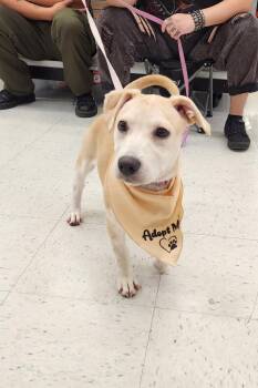 Rescue Hound Dogs for Adoption in Elmwood, Louisiana - Clipper | PetCurious