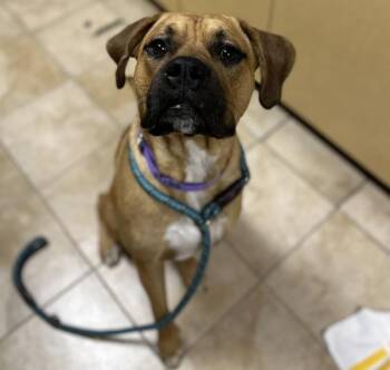 Waffles (mcas) -  Boxer and Pit Bull Terrier Dog for Adoption in Troutdale, Oregon - Waffles (mcas) | PetCurious