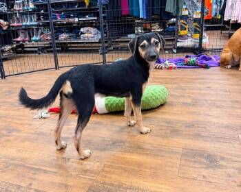 Laney -  Terrier Dog for Adoption in Troy, Alabama - Laney | PetCurious