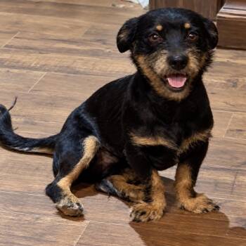 Elliot -  Dachshund and Mixed Breed Dog for Adoption in Pelham, New Hampshire - Elliot | PetCurious