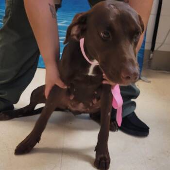 Espresso -  Mixed Breed Dog for Adoption in Lake Panasoffkee, Florida - Espresso | PetCurious