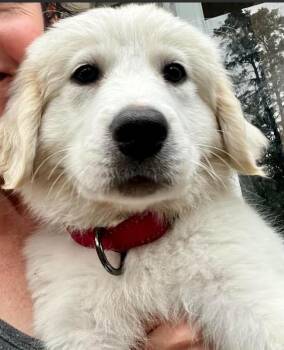 Jamie -  Great Pyrenees Dog for Adoption in Brooklyn Center, Minnesota - Jamie | PetCurious