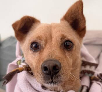 Waffles -  Jindo and Dachshund Dog for Adoption in San Ramon, California - Waffles | PetCurious