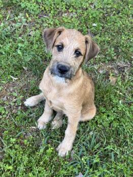Airedale Terrier Dogs Available for Adoption - Beignet | PetCurious