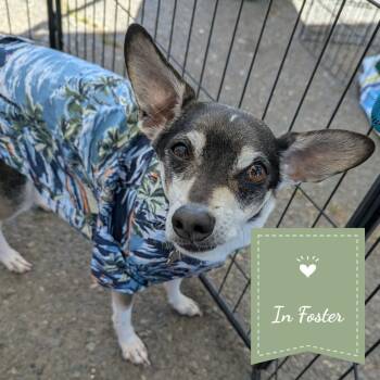 Bear -  Chihuahua Dog for Adoption in St. Augustine, Florida - Bear | PetCurious