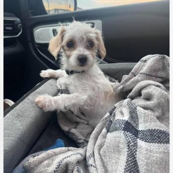 Neena -  Shih Tzu and Chihuahua Dog for Adoption in Huntsville, Alabama - Neena | PetCurious