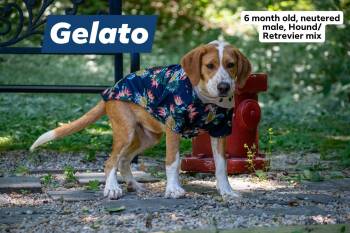 Gelato -  Retriever and Hound Dog for Adoption in Sevierville, Tennessee - Gelato | PetCurious
