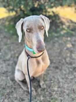 Weimaraner Dogs Available for Adoption - Buddy | PetCurious