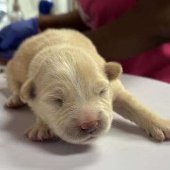 Retriever and Shepherd Dogs Available for Adoption - Jacqueline | PetCurious