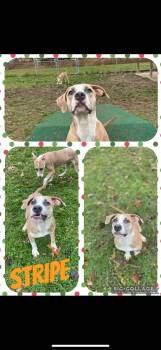 Rescue Pit Bull Terrier Dogs for Adoption in Binghamton, New York - Rad And Stripe! | PetCurious