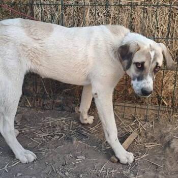 Maru -  Mixed Breed Dog for Adoption in Bend, Oregon - Maru | PetCurious