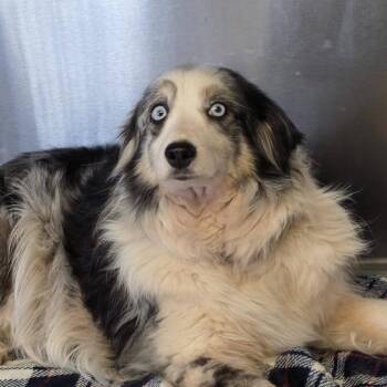 Pickles -  Australian Shepherd Dog for Adoption in Ada, Minnesota - Pickles | PetCurious
