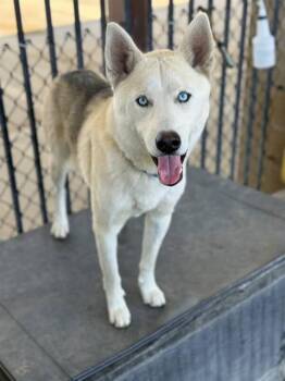 Rescue Siberian Husky and Mixed Breed Dogs for Adoption in Riverside, California - BLUE | PetCurious