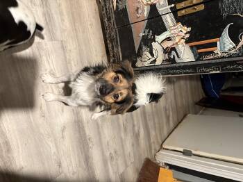 Rescue Terrier Dogs for Adoption in Weatherford, Texas - Jackie | PetCurious