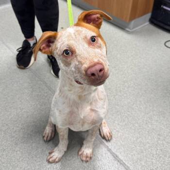 Pringle -  Australian Cattle Dog Blue Heeler Dog for Adoption in New Castle, Delaware - Pringle | PetCurious
