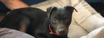 Feist Dogs Available for Adoption in Wilmington, North Carolina - Nyx | PetCurious