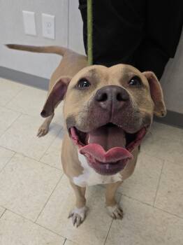 Keira -  Pit Bull Terrier Dog for Adoption in Trenton, New Jersey - Keira | PetCurious