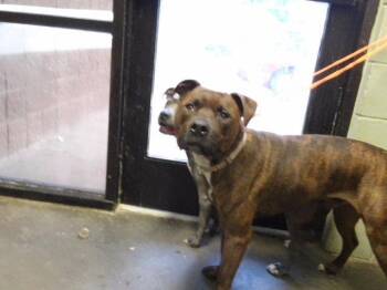 THUNDER -  Pit Bull Terrier and Mixed Breed Dog for Adoption in Tulsa, Oklahoma - THUNDER | PetCurious