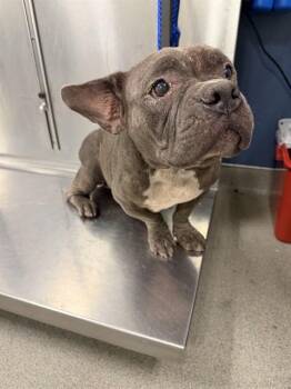 GAMMA -  English Bulldog Dog for Adoption in Doral, Florida - GAMMA | PetCurious