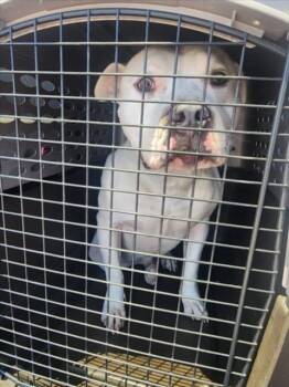 Rescue Pit Bull Terrier Dogs for Adoption in Tracy, California - A045260 | PetCurious