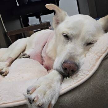 Trigger -  Labrador Retriever and Mixed Breed Dog for Adoption in Titusville, Florida - Trigger | PetCurious