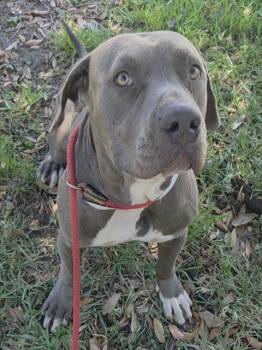 MONKEY -  American Staffordshire Terrier Dog for Adoption in Fort Lauderdale, Florida - MONKEY | PetCurious
