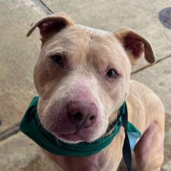 BUMI -  American Staffordshire Terrier Dog for Adoption in San Antonio, Texas - BUMI | PetCurious