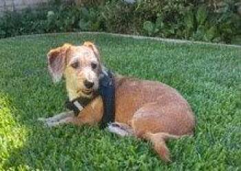 Peaches - South Bay LA -  Dachshund Dog for Adoption in Los Angeles, California - Peaches - South Bay LA | PetCurious