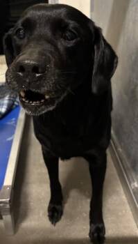 Labrador Retriever Dogs Available for Adoption - SHELBY | PetCurious