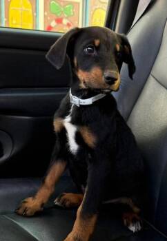 Boone -  Hound and Doberman Pinscher Dog for Adoption in Columbus, Indiana - Boone | PetCurious