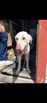 Labrador Retriever and Mixed Breed Dogs Available for Adoption in Killeen, Texas - DAFFODIL | PetCurious