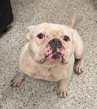 Marsha -  Pit Bull Terrier and English Bulldog Dog for Adoption in Kansas City, Missouri - Marsha | PetCurious